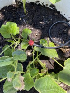 hoàn thiện hệ tưới thông minh