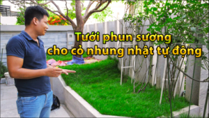 thảm cỏ nhung nhật