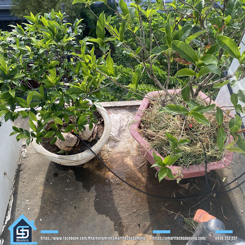 Tưới cây tự động thông minh