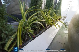 Tưới cây tự động thông minh