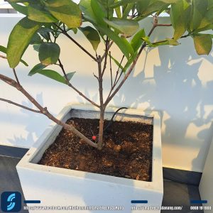 Hệ thống tưới tự động sử dụng van pin tưới gốc cây
