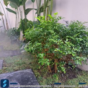 Hệ tưới tự động phù hợp với từng laoij cây