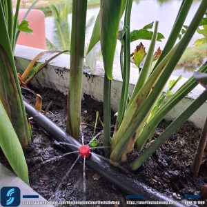 Dùng béc 8 tia tưới gôc cây
